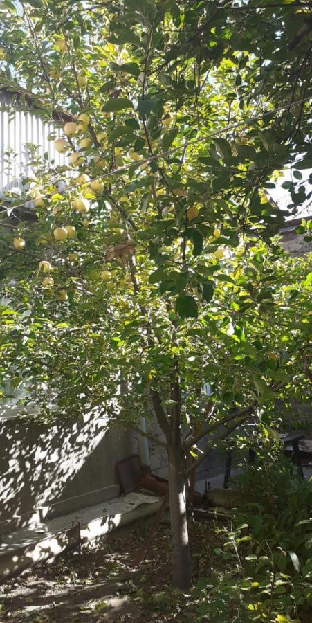 Guest House Otilia Gjumri Exterior foto